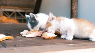 Hungry cats eating breads