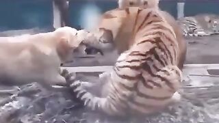Dog breaks up a fight between a lion and a tiger