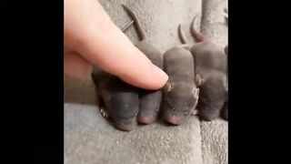Adorable Baby Animals Compilation: Funny and Cute Moments of the Little Ones part 3
