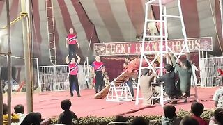 Circus