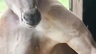 Strong kangaroo