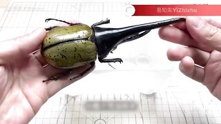 Man Turns DEAD Animals Into Mind Blowing ROBOTS _ Cyborg Beetle & Lobster