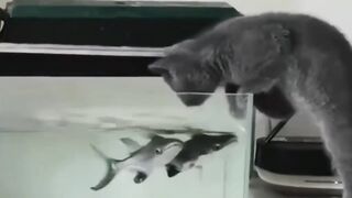 Funny animals