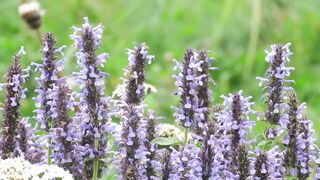 Purple Flowers