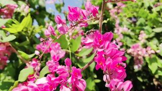 Bee on the Flowers