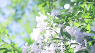 Butterfly on a White Flower