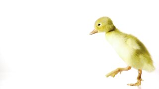 Duckling