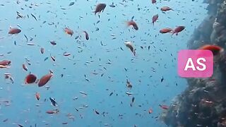 Underwater world