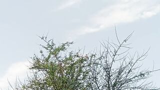 Small sparrows whistling at a tree in a house