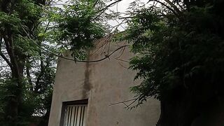 House sparrows whistling on trees at morning Time