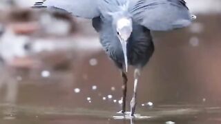 Black heron is a fishing genius