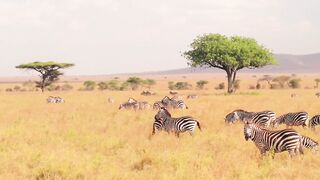Wildlife animals| Safari Moment