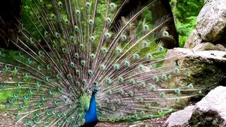Wild life footage| Birds