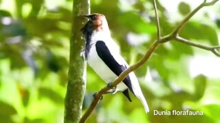 animal video