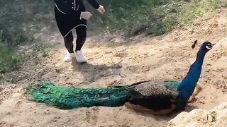 Peacock thief ????????#febspot