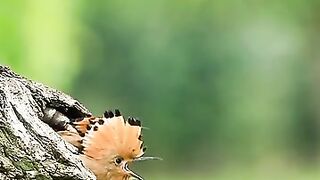 Mother's loyalty to her children