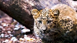 A Tiger cub who is loyal and cute to his mom