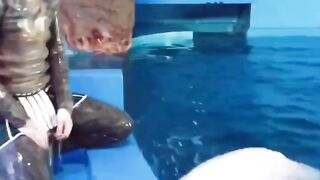 Dolphin play with boy????????#febspot