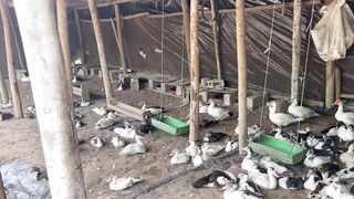 Duck breeding