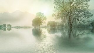 Water and trees is a very calming natural scene