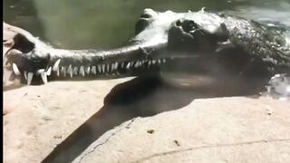 Biggest crocodile in the history of the world ????????