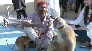 Amazing Monkey show