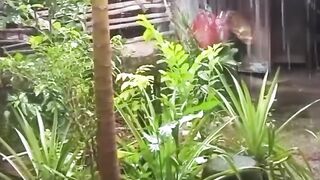 Hujan di desa