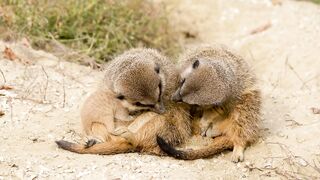 A Compact Pack of Weasels Part. II