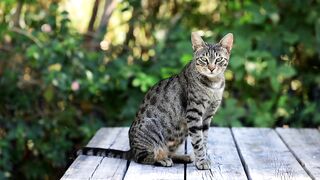 Blacky Caty's Momoy  Part. I