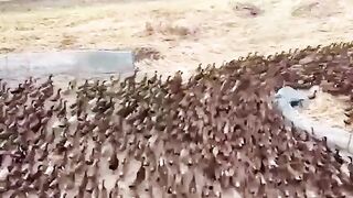 Around 10000 ducks are sent to rice fields in Thailand after harvest