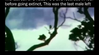I never heard any bird sing like this, so eerie and beautiful