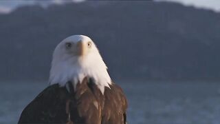 L’aigle