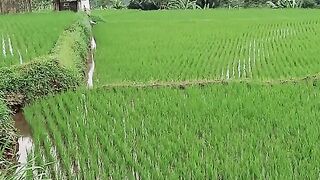 Sundanese ethnic song from Indonesia (Jang) is going viral