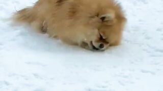Dogs beautiful moments ????