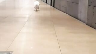 Funniest Animals 2023 | Funniest Cats and Dogs| Short clip
