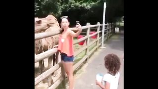 Camel vs girl