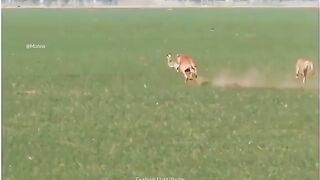 animals fighting must watch u can win if u try hard