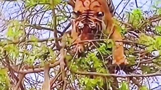 Lion vs Monkey