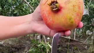 Food cutting skill