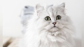 Cute cat