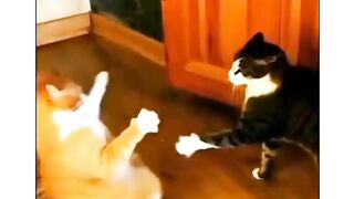 Cat funny  Vadivelu Version cat funny