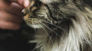 Cute cat