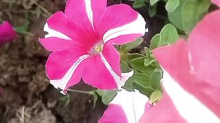 Beautiful flowers