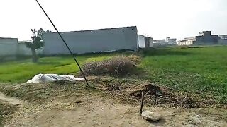 Village life
