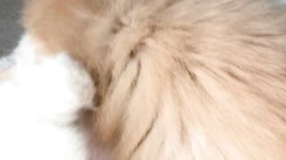 cute baby cats playing