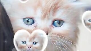 Cute_and_Lovely_Kittens_Cats_ever_#shorts_|_Viral_Cat