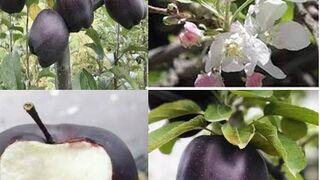 Black diamond ???? Apple