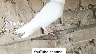 Chellang sub ko kon hn jo urahe ga