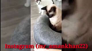 Cat vs Dog