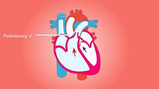 Human Heart Structure